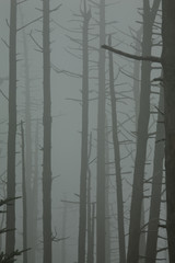 Dead Fraser Firs, Clingmans Dome, Great Smoky Mtn
