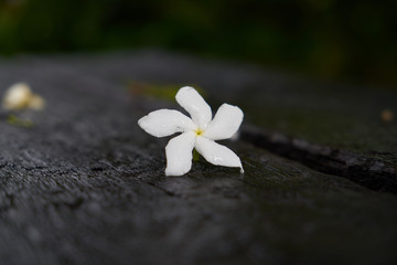 white flowers on the rocks