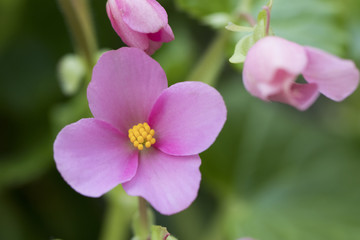 Obraz premium 花・サボテン