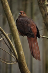 Cuckoo Dove, NSW