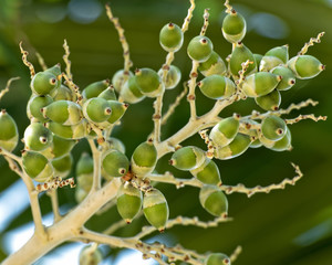 Immature fruit on the christmas palm tree