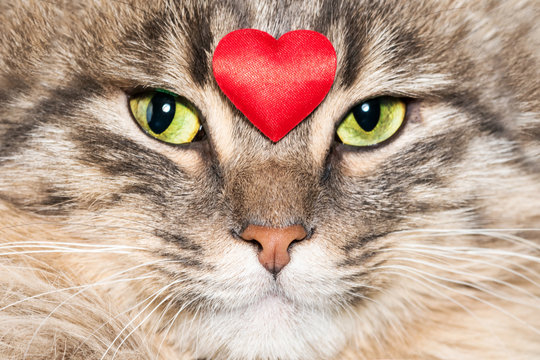 Gray tabby fluffy cat with a red heart on the face
