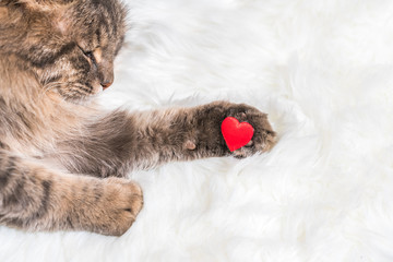 Gray tabby fluffy cat with a red heart on the paw on white fur background