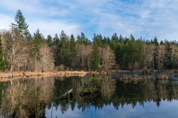 Obraz premium Beaver Pond