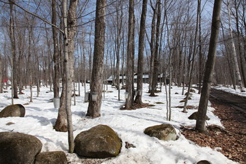 Old fashion production of maple syrup: Traditional harvest with tin buckets of maple syrup near a...