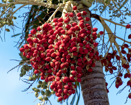 Red palm seed pod hanging from christma palm