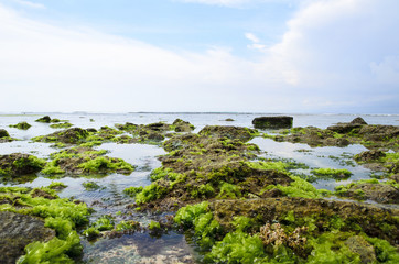 Moss On the Rock with strong water wave at Low Tide Beach in Bali.