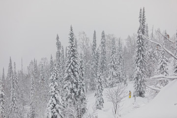 winter storm in a forest