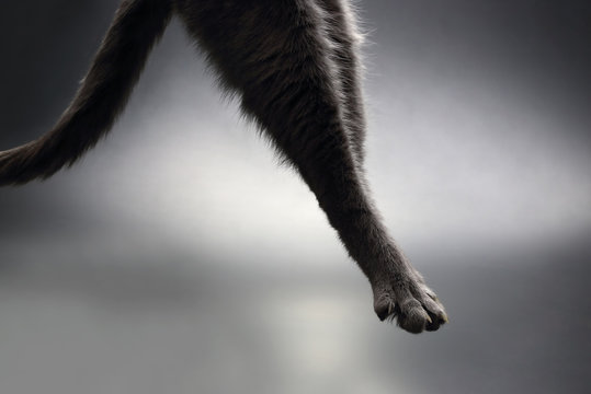 Hind Legs Grey Cat Hanging In The Air