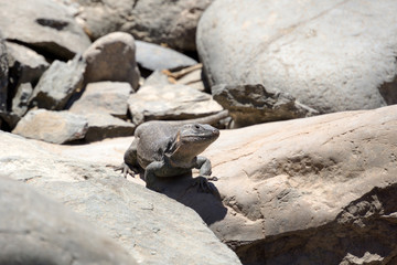 Lizard hidden between rocks / Spain