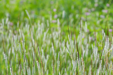 green nature background