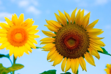 Sunflower with bright morning sky,Cheerful