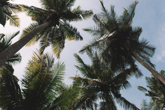Palms over the head in a blue sky, Indonesia