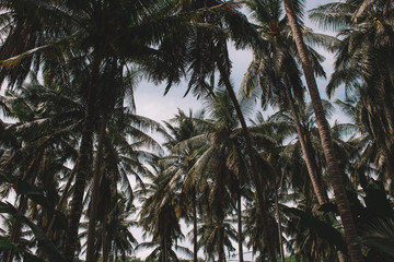 Obraz na płótnie Canvas Palms over the head in a blue sky, Indonesia