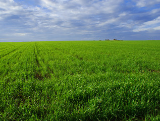 Beautiful green landscape with clouds on the blue sky (3)