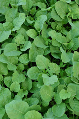 Fototapeta premium Chinese kale in vegetable garden