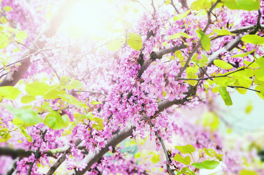 Blooming tree with pink flowers
