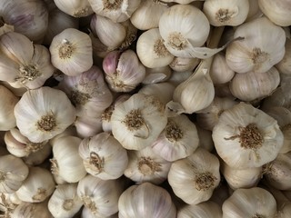 garlic