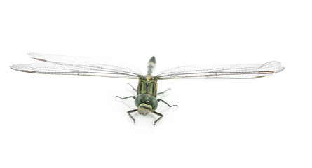 Dragonfly isolated on white