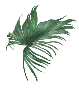 Watercolor painting palm leaf on white background