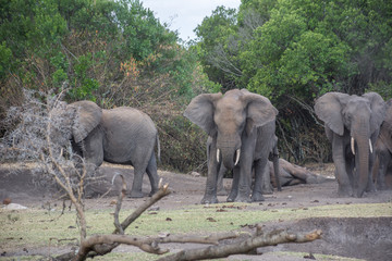 Elephant life