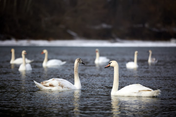 beautiful swans