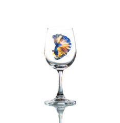 betta fish inside Empty wine glass isolated with reflect on whit