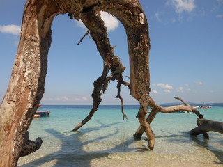 Fototapeta premium Deep blue sea and woods