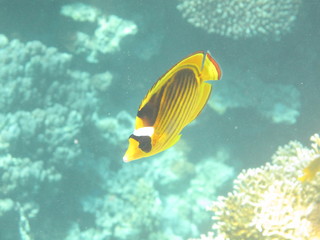 barriera corallina © paolo