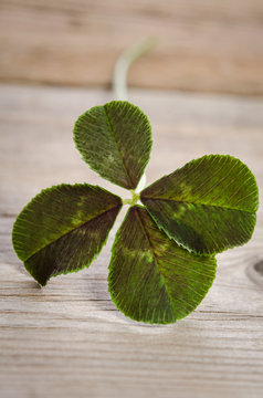four-leaf clover for good luck