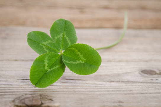 four-leaf clover for good luck
