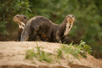 Giant river otters on the river bank in the nature habitat, wild brasil, brasilian wildlife,...