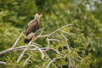 bird of pantanal in the nature habitat, wild brasil, brasilian wildlife, pantanal, green jungle, south american nature and wild