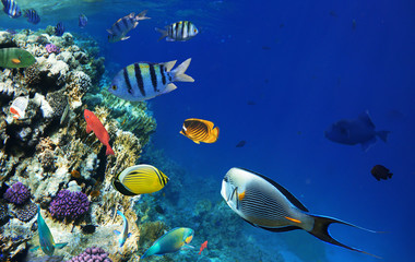 Fototapeta na wymiar Colorful coral reef fishes of the Red Sea.