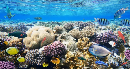 Foto op Canvas Kleurrijke koraalrifvissen van de Rode Zee. © volff