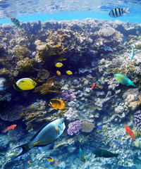 Colorful coral reef fishes of the Red Sea.