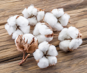 Fluffy cotton ball of cotton plant on the wooden table.