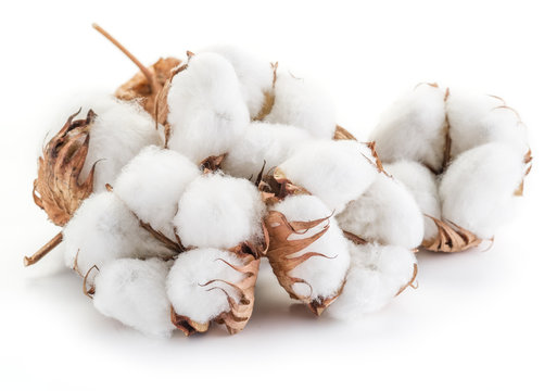 Fluffy cotton ball of cotton plant on a white background.