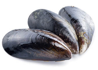 Mussels on a white background. © volff