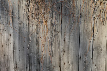 структура дерева © nikolay_alekhin