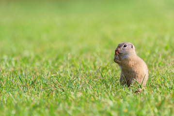 Naklejka na ściany i meble Funny Ground Squirrel Standing on Meadow