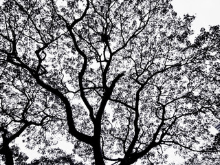 Fototapeta na wymiar Black and white tree in night time