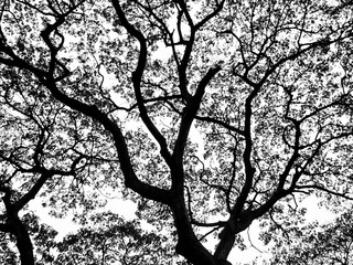 Black and white tree in night time