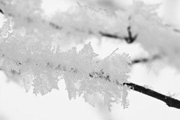 Branch full of hoarfrost with natural background
