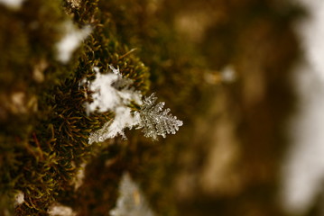 Snowflake on moss