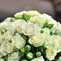 Beautiful white rose background