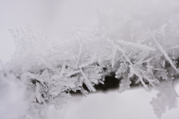 Branch full of hoarfrost with natural background
