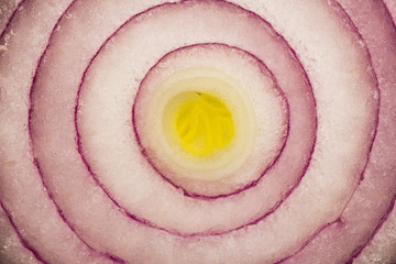 Purple onion slice texture
