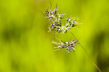 Green ears isolated on green, natural background 