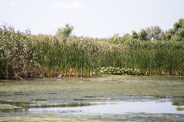 Danube Delta landscape - Romania